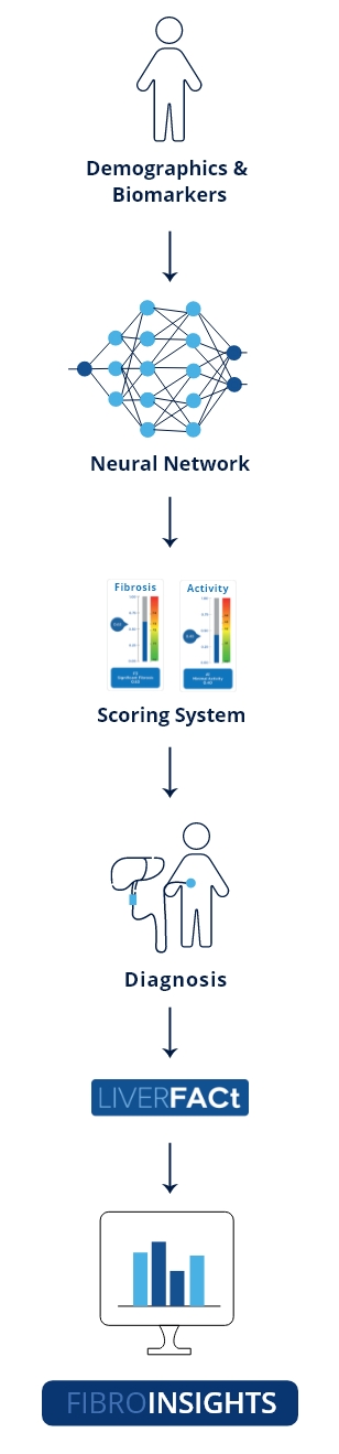 liverfact workflow