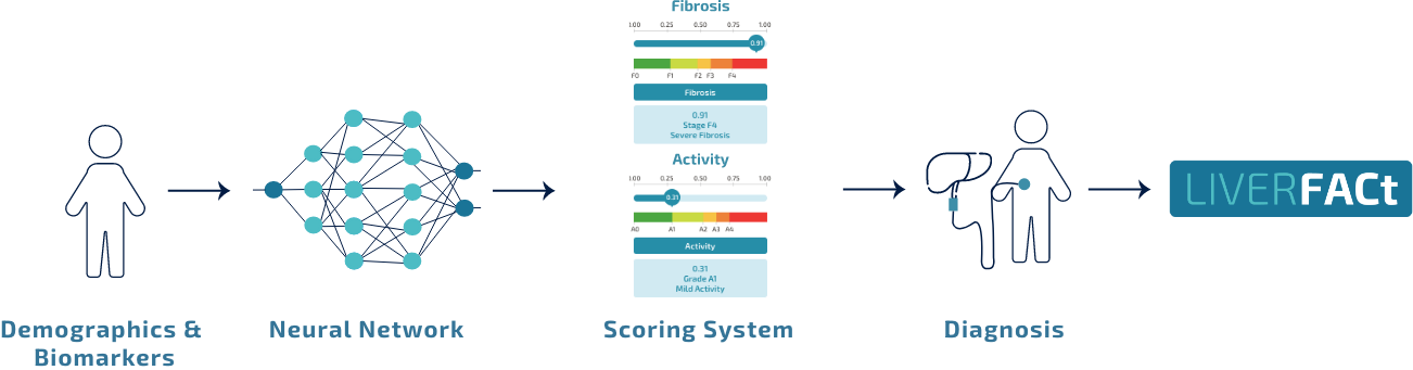 liverfact workflow